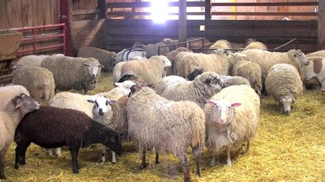 happy lamb barn blogspot.